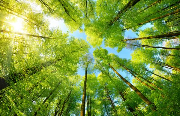 ENVIRONMENT AND HUMAN HEALTH