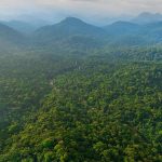 Forest Resources