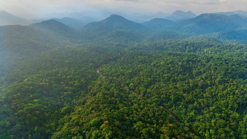 Forest Resources