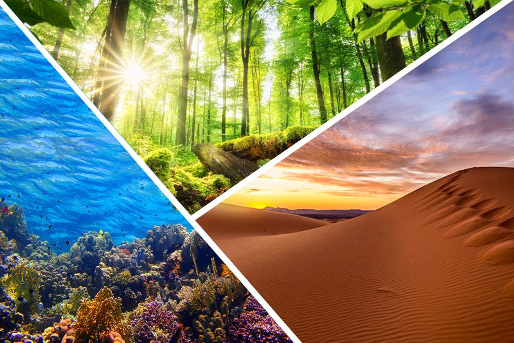 Concept Of Ecosystem