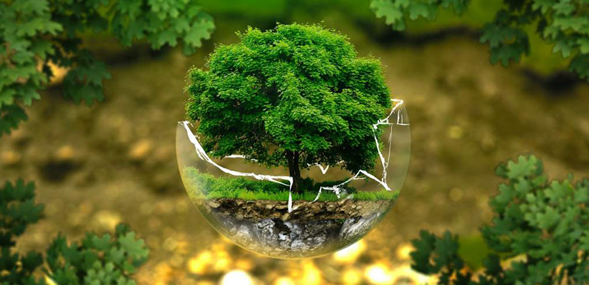 Ecology: Understanding Energy Flow in Biological Systems