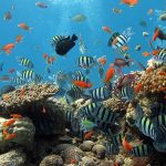 Aquatic Ecosystems