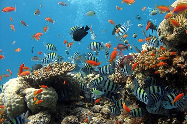 Aquatic Ecosystems