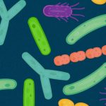 Prevention of corrosion in RCC by bacteria