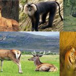 Endangered & Endemic Species In India