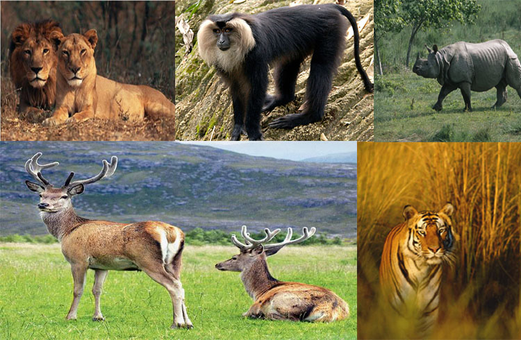Endangered & Endemic Species In India