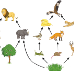 FOOD CHAIN AND ENERGY FLOW