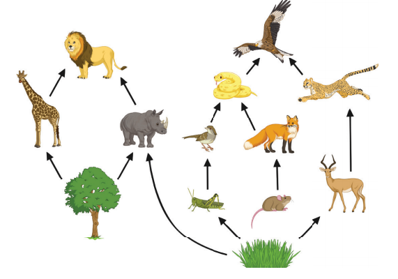 FOOD CHAIN AND ENERGY FLOW