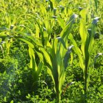 Conserving Water with Agricultural Hydrogels