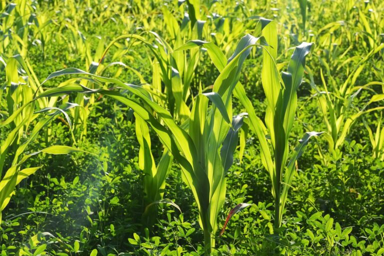 Conserving Water with Agricultural Hydrogels
