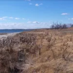 Conservation Spotlight: Reducing Flood Risk And Restoring Wetlands In Jamaica Bay