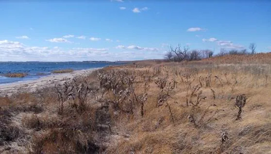 Conservation Spotlight: Reducing Flood Risk And Restoring Wetlands In Jamaica Bay