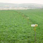 Remote Sensing for Determining Evapotranspiration and Irrigation Demand for Annual Crops