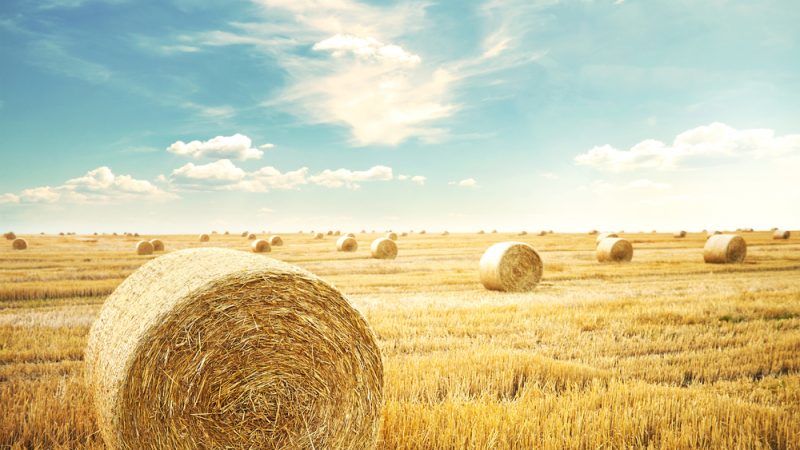 Agricultural Wastes