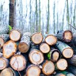 Different Types Of Defects In Timber