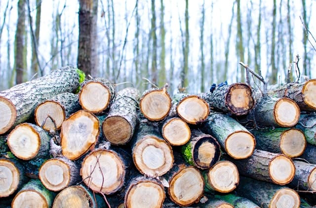 Different Types Of Defects In Timber