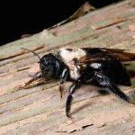 Preventing Carpenter Bee Structural Damage