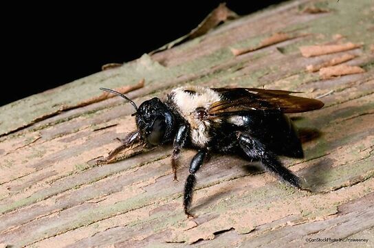 Preventing Carpenter Bee Structural Damage