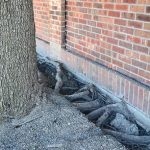 What Is The Effect Of Tree Roots On Building?
