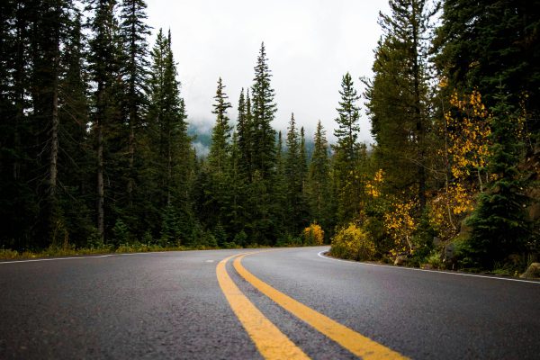 Gray and yellow road between forest